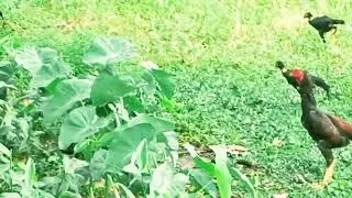@FighterCockSportBird #chickenbreeds #burma chicken #aseellovers