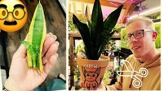 How to Propagate a Snake Plant Leaf in Water