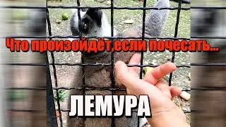 Что произойдёт если почесать лемура!