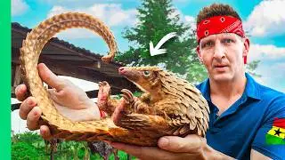 Inside Africa’s Billion Dollar Bushmeat Industry!!