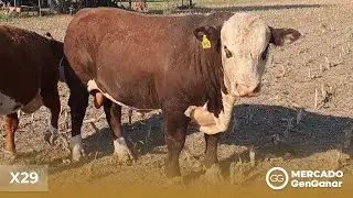 Toro Hereford X29