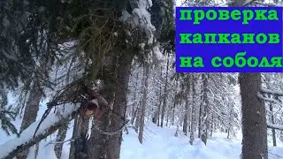 проверка капканов на соболя