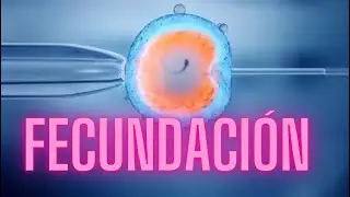 👶🏻 𝗘𝗠𝗕𝗥𝗜𝗢𝗟𝗢𝗚𝗜́𝗔: Fecundación 𝗣𝗔𝗥𝗧𝗘 𝟭