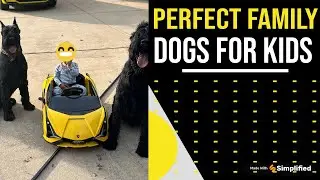 Perfect FAMILY Dogs for kids