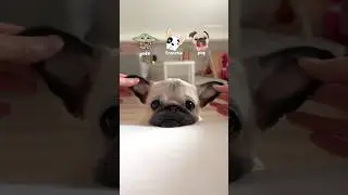 Yoda, Frenchie or PUG? 🐶💚 