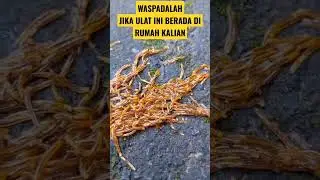 kemunculan ulat lulut di salah satu warga selat karangasem #shorts #ulat #bali