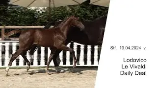 Stf v Ludovico x Le Vivaldi x Daily Deal 2024