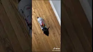 Funny Dog 39 #shorts