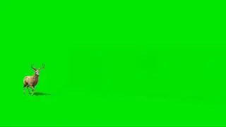 Running Deer Green Screen video || Animal Green Screen Effect