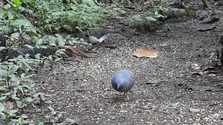 Little Tinamou Crypturellus soui /  Gray-headed Dove Caminera Cabeciazul