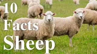 10 facts about sheep 🐑