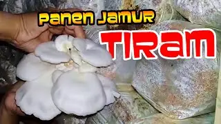 Keseruan Panen Jamur Tiram budidaya sendiri di Desa