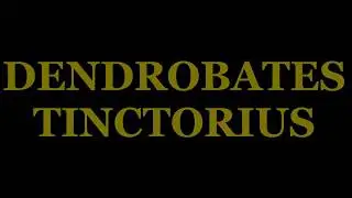 DENDROBATES TINCTORIUS 2017