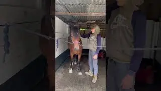 First few days with our NEW HORSE Ebby #horse #newhorse #equestrian #equines #myhorse #horses
