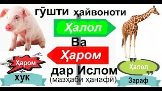 гӯшти ҳайвоноти ҳалол ва ҳаром дар ислом (мазҳаби ҳанафӣ)
