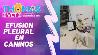 efusion pleural en caninos, luna - THOMAS VET