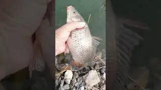 пусть растёт)