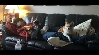extra: sleeping dog video