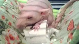 Hairless pet rat work for food