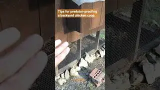 Tips and ideas for securing & predator-proofing a backyard chicken coop. Never lose a chicken again.