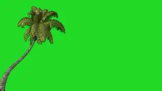 🌴amazing tree animation green screen🟢 videos🎥
