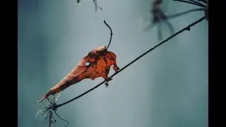 Осень Зима!