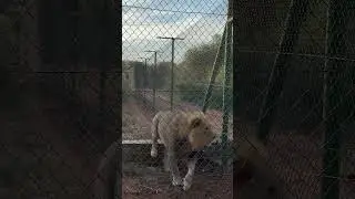 Lion’s Roar