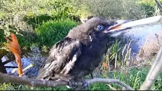 Ворона курит косяк