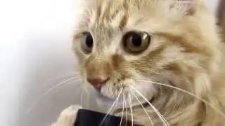 кот лижет пылесос
