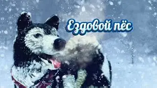 Мини фильм: Ездовой Пёс. Шляйх фильм