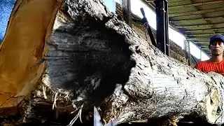 DRAMATIC CUTTING OF A GIANT TEAK TREE AT THE SAWMILL -MUST SEE!