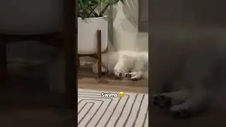 My dog swimming in her sleep 🥹
