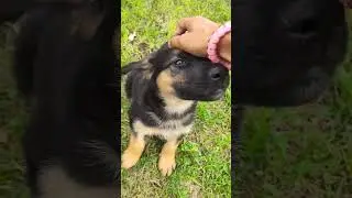 Puppy