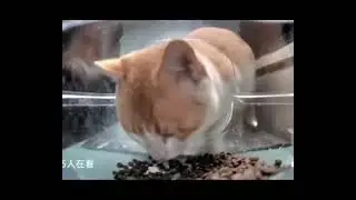 ginger and white cat looking at camera meme (dónde esta el titan speakerman?)