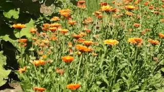 Herbal Materia Medica #7 Calendula