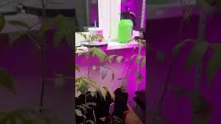 Чёрный орех, саженцы на балконе.