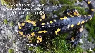 Información básica sobre la salamandra común Europea