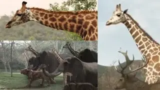 Zoombies 2 [2019] - Giraffe Screen Time