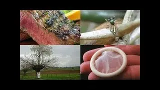 9 РЕАЛЬНЫХ ФАКТОВ , КОТОРЫЕ КАЖУТСЯ ЛОЖЬЮ ЧАСТЬ 2