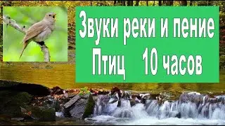 Звуки реки, пение птиц. Звуки природы, звуки леса. Релаксация для сна 10 часов. RELAX