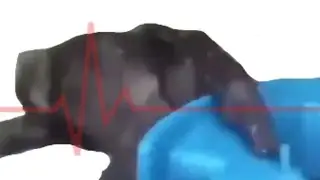 gorilla death scene (very upsetting)