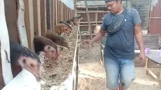 KORBAN YOUTUBE, PAKAN AYAM ALTERNATIF HASILNYA 0 #ayamkampung