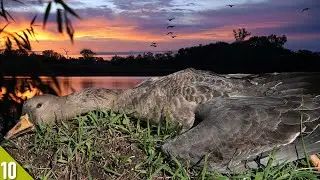 Hunting a Farm Pond During a Big MIGRATION (Specklebellies!) | 28 Gauge Duck Hunting