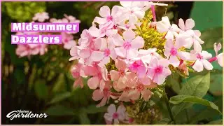 Midsummer Blooming Perennials | Volunteer Gardener
