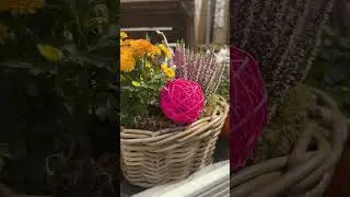 Что предлагают наши магазины для яркой осени 🌟Цветочные композиции для сада/ террасы/ балкона 🌟