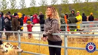 Collecting wild roaming sheep in Iceland