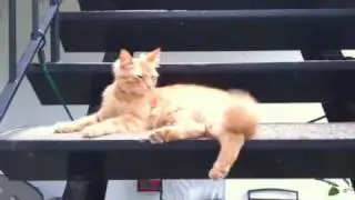 Cheeky fella