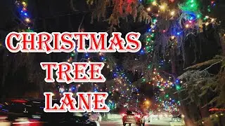Christmas Tree Lane