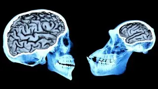 Human VS Chimp. Brains Explained