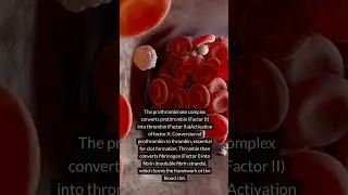Coagulation Pathway